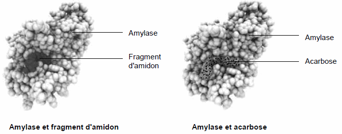 amylase