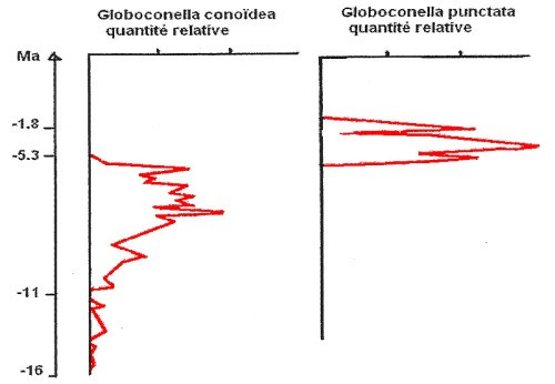 globoconella