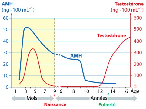 hormones