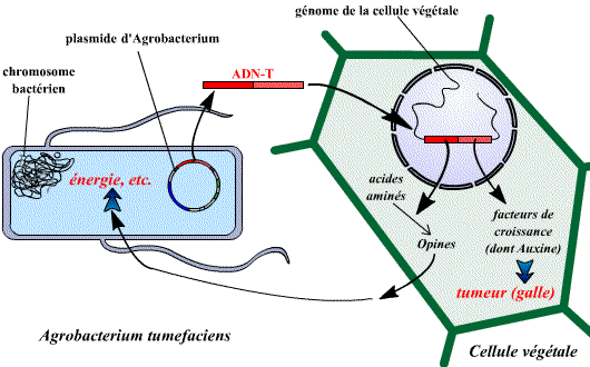 agrobacterium1