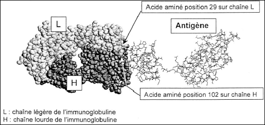anticorps-antigene