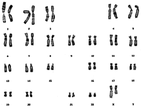 caryotype