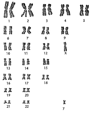 caryotype2