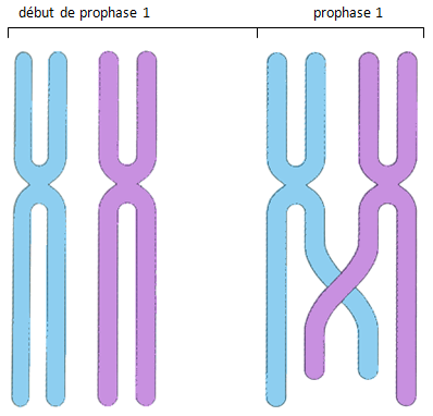 chromosome1