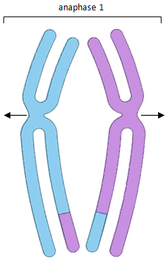 chromosome2