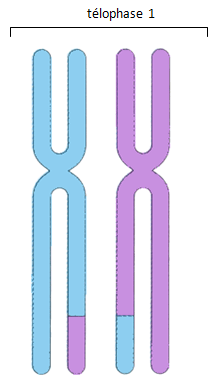 chromosome3
