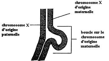 chromosomex