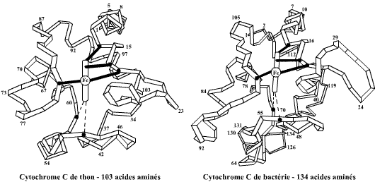 cytochrome-c
