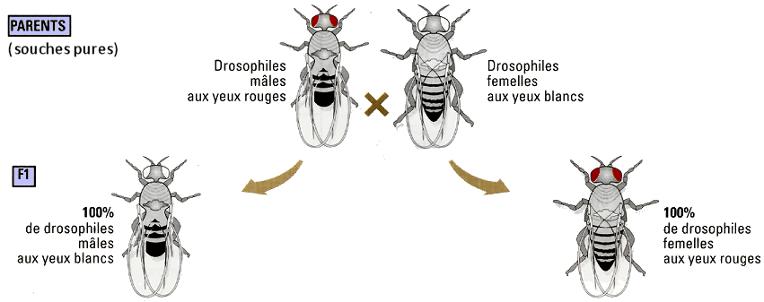 drosophiles2