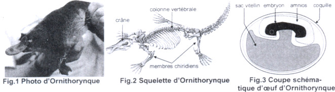ornithorynque