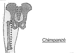 os-chimpanze
