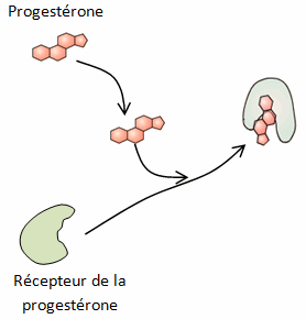 progesterone