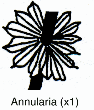 sch-annularia