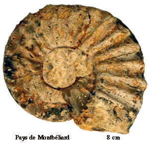 Pleuroceras spinatum