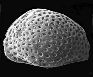 ostracodes