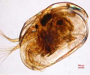 Ostracodes actuel