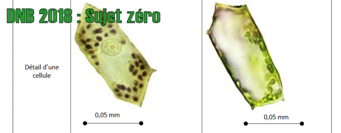 DNB 2018 : Sujet Zéro – SVT – Académie De Besançon