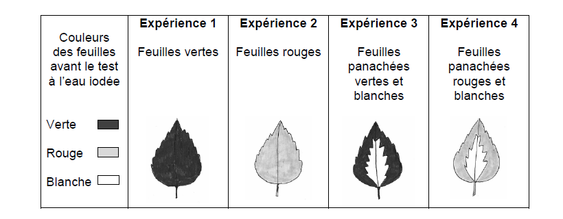 SVT – Académie De Besançon