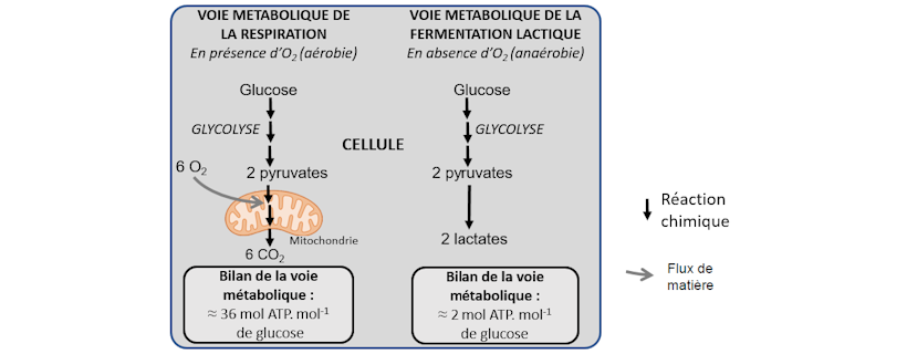 Bac Général Spé SVT 2023 – Liban Sujet 1