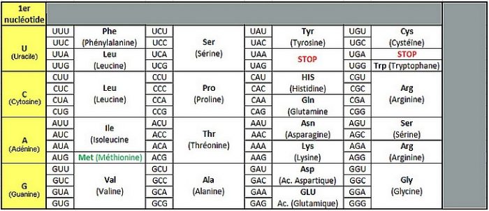 Le code génétique – SVT – Académie de Besançon