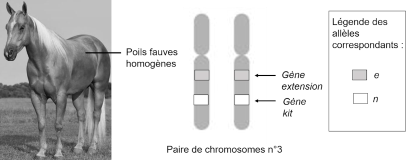 Bac Général Spé SVT 2025 – Métropole Sujet 2