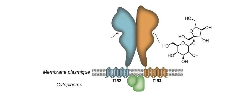 Bac Général Spé SVT Septembre 2025 – Asie Sujet 1