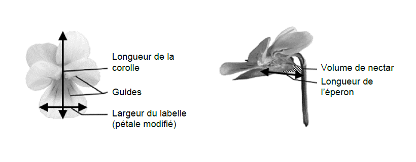 Bac Général Spé SVT 2025 – Nouvelle Calédonie Sujet 2